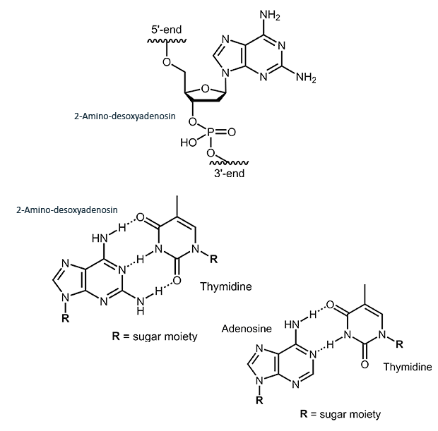 2-Amino-desoxyadenosin (2,6-Diaminopurin)