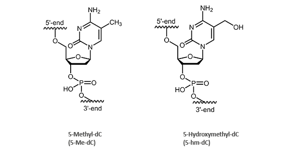 5-Methyl-2´-desoxycytidin (5-Me-dC) und 5-Hydroxymehtyl-2´-desoxycytidin (5-hm-dC)