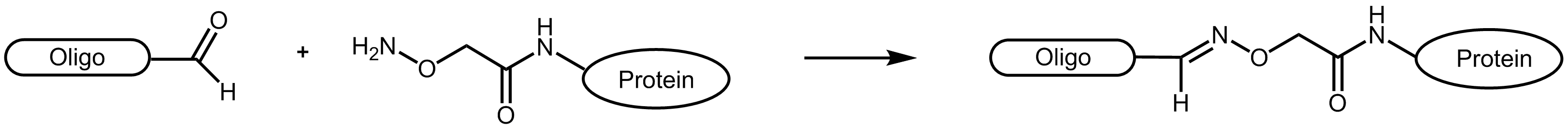 Reaktionsschemata eines Aldehyd-tragenden Oligonucleotids mit einem AOA-markierten Protein.