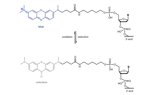 Oxidised and reduced form of  Anthraquinone