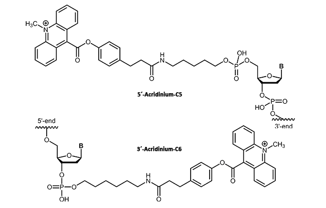 Acridinium ester at the 3´- or 5´-terminus of an oligonucleotide