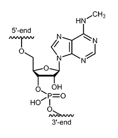 N6-methyl-adenosine (m6A)