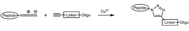 Oligonucleotid Peptid Konjugat mit einer Azid-Alkin-Verbindung