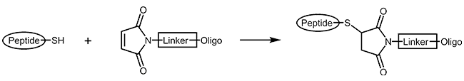 Oligonucleotid Peptid Konjugat mit einer Thiol-Maleimid-Verbindung