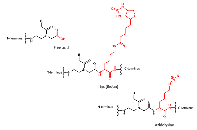 biomers.net | PNA Oligomers - biomers.net Oligonucleotides