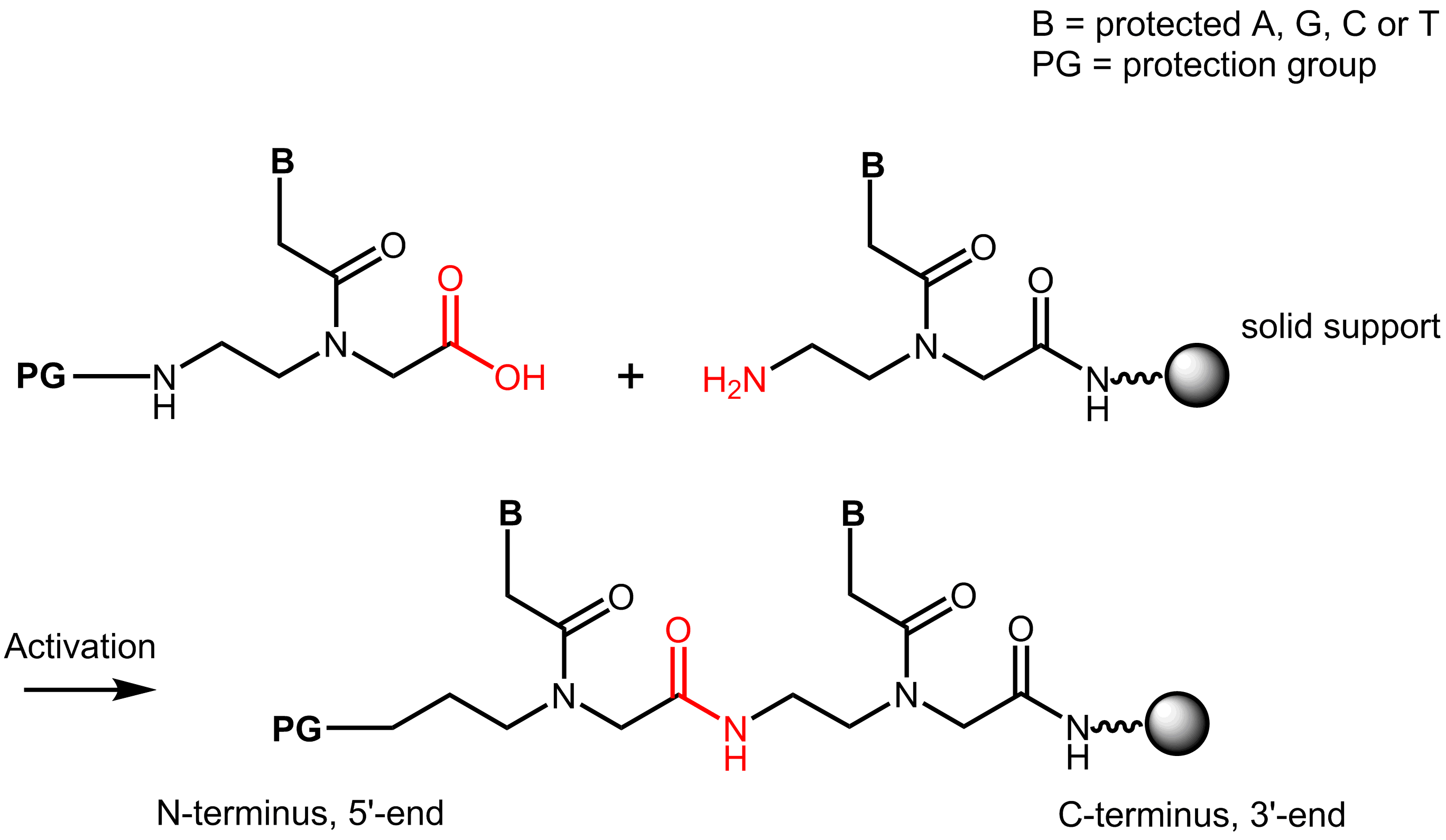 PNA solid phase synthesis