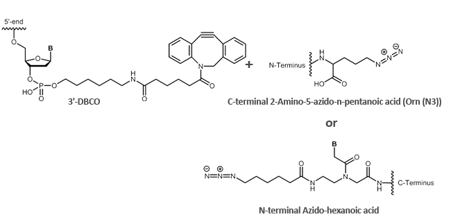 Biomers Net Peptide Oligo Conjugates Biomers Net Oligonucleotides