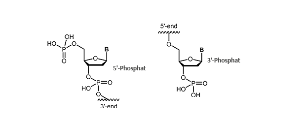 Phosphat Modifikation am 3´- oder 5´-Ende des Oligonucleotids