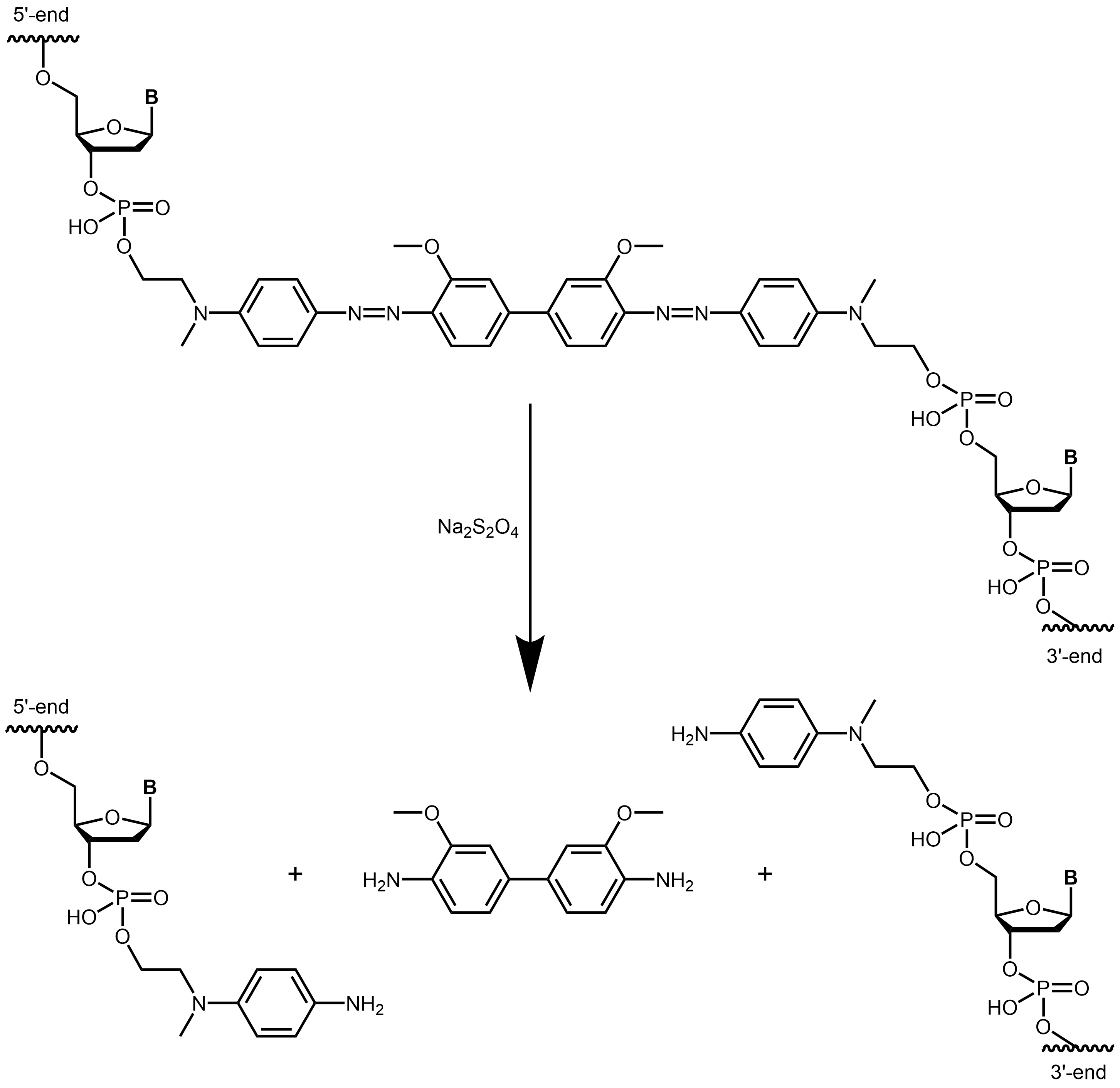 Reductive cleavage of an oligo with internal BMN-Q521