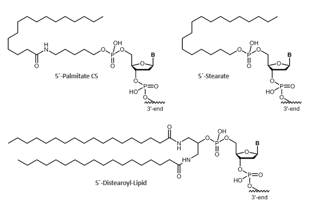 5´-Stearate, 5´-Palmitate and 5´-Distearoyl-Lipid