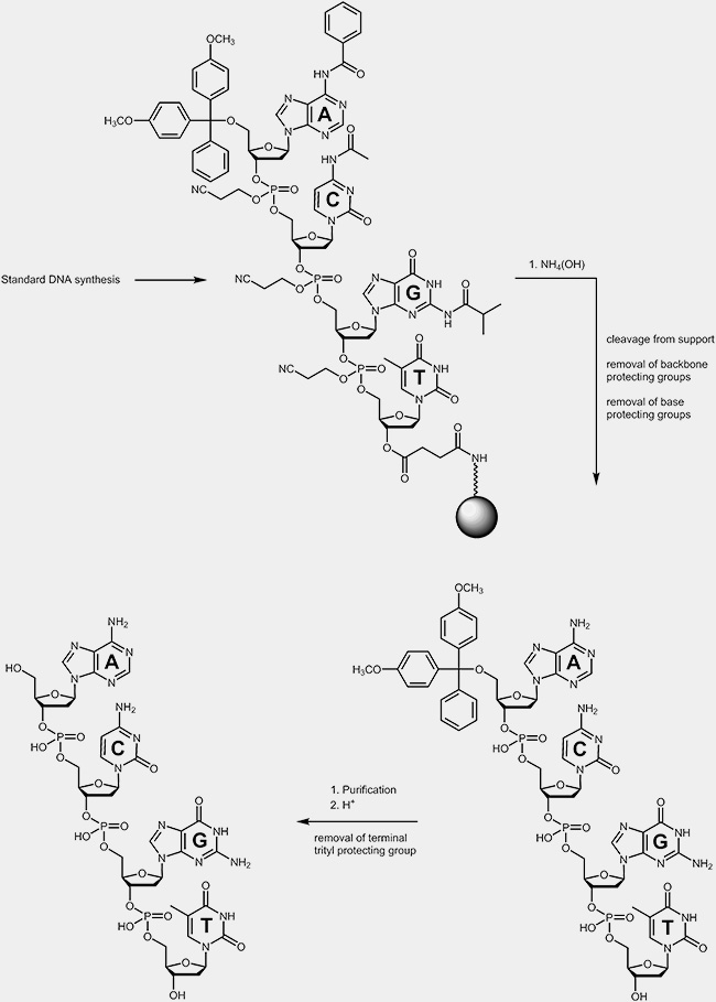 deprotection process the oligonucleotides