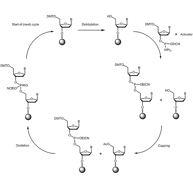 chemical synthesis of oligonucleotides
