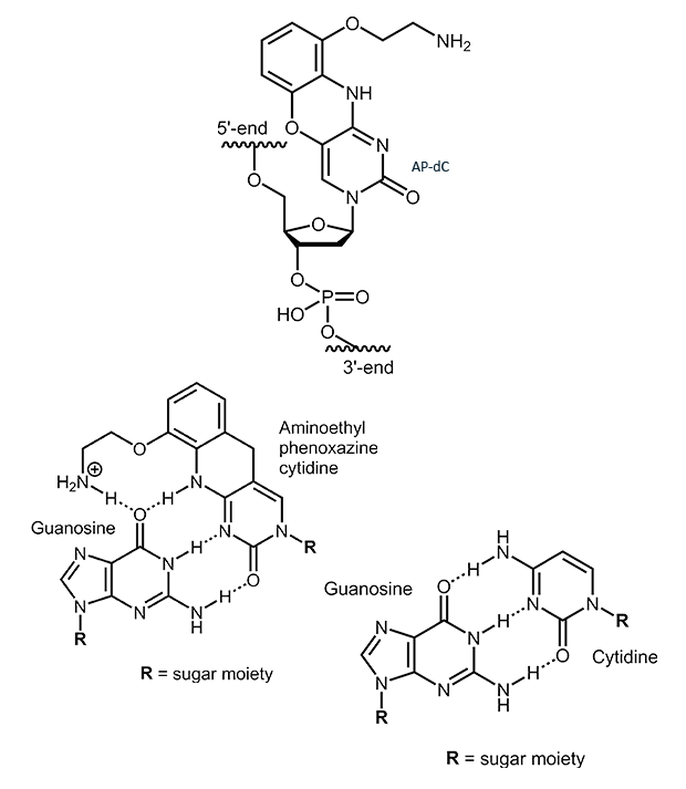2-Aminoethyl-phenoxanine-deoxycytidine (AP-dC)